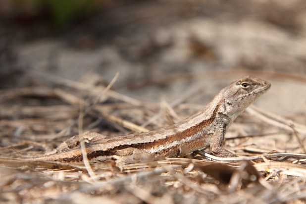 Florida Scrub Lizard