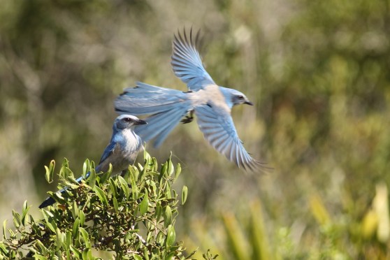 Florida Scrub Jays