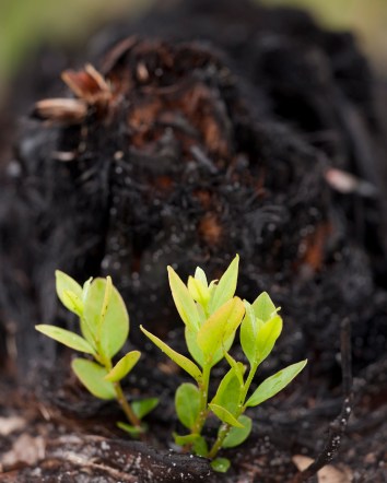 Scrub oaks regrow from their roots shortly after a fire.