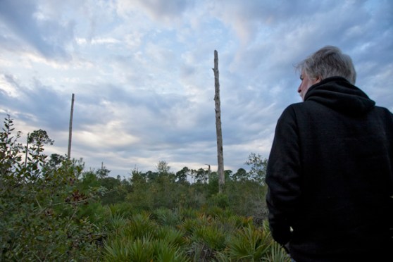 11192014_archbold_scrubjaycensus_8316