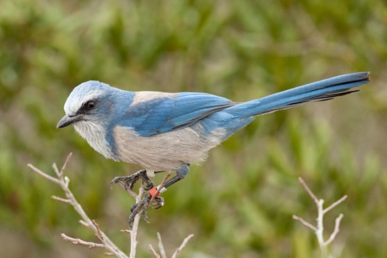 11192014_archbold_scrubjaycensus_9749