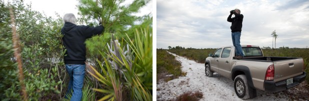 11192014_archbold_scrubjaycensus_composite1