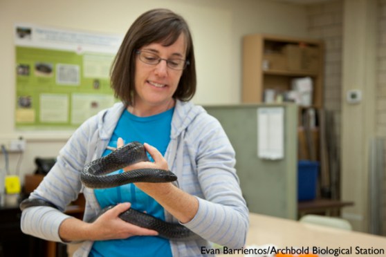 12082014_archbold_indigosnake_9098