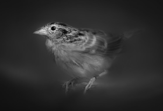 Florida Grasshopper Sparrows