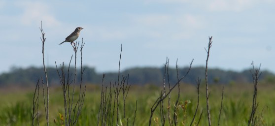 Florida Grasshopper Sparrow