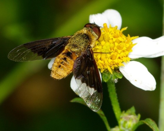 Week7_Photo1_beggarstickflower_TimLethbridge