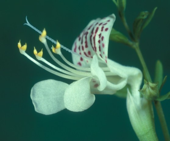 Week7_Photo2_sebringmintflower_ThomasEisner