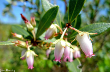 Week20_Photo1_ShinyLyonia_JohnBenning