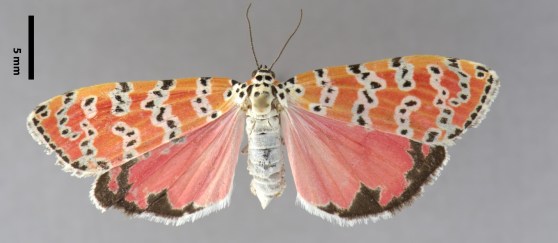 Week20_Photo2_BellaMoth_Leon