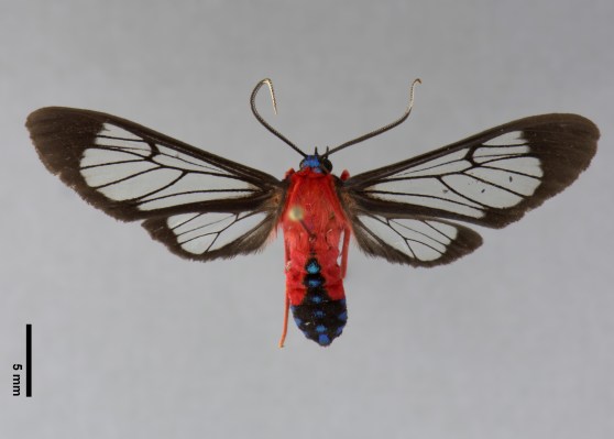 Week20_Photo3_ScarletBodied_Leon