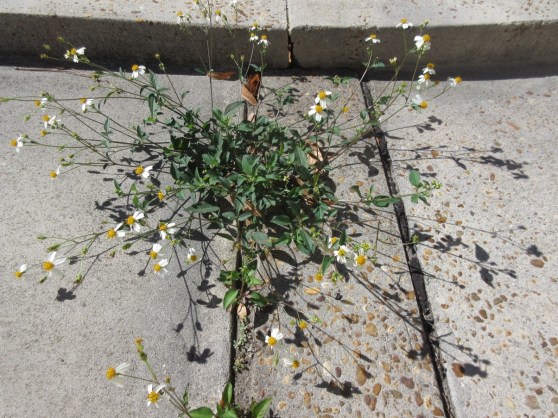 Week24_Photo1_Sidewalk