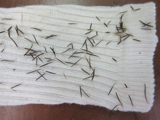 Week24_Photo2_bidens seeds