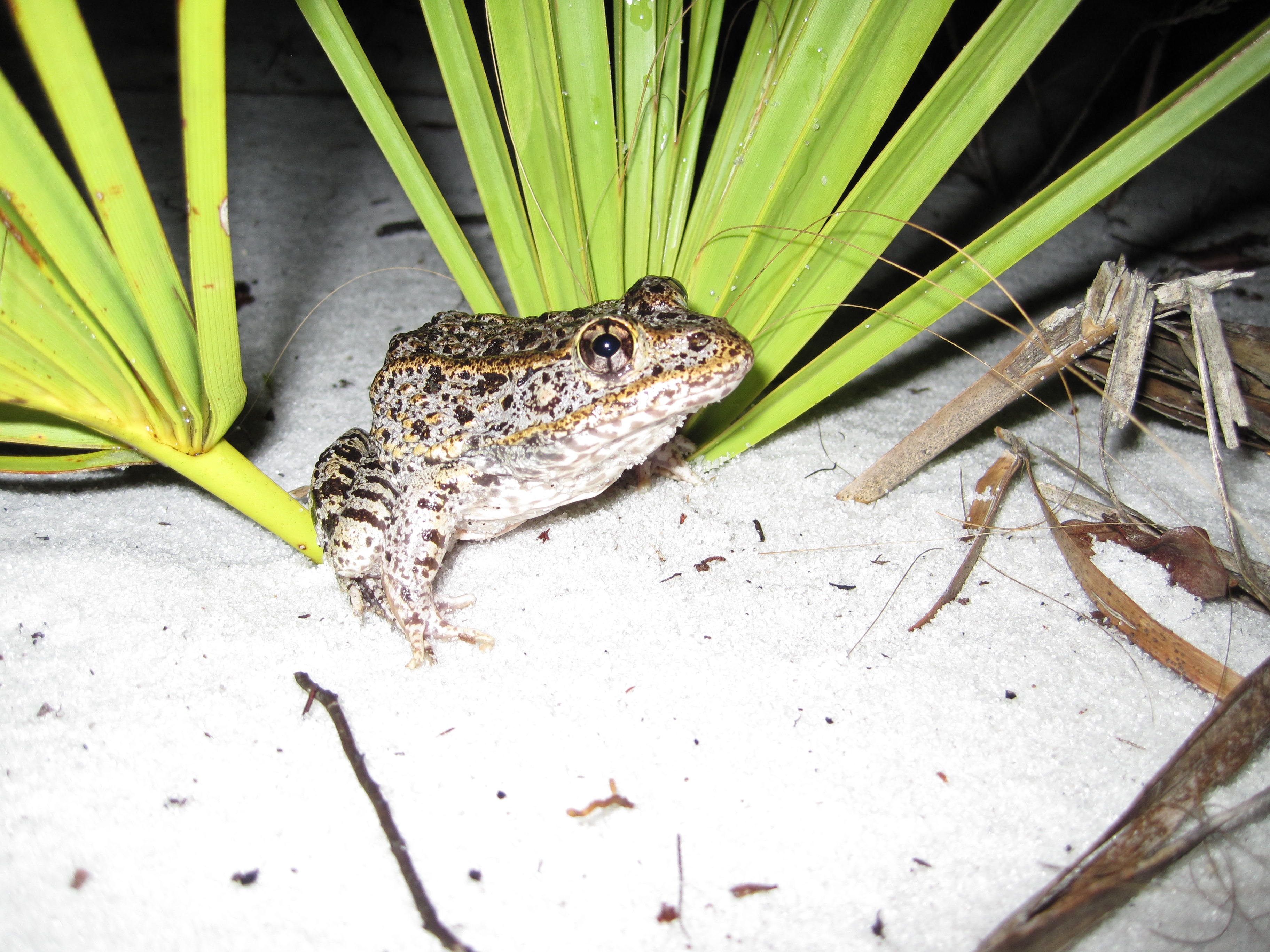 A Frenzy of Frogs and Fish: Many Make the Move to Small, Temporary ...