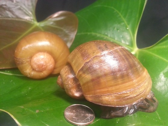 Week27_Photo1_Juveniles