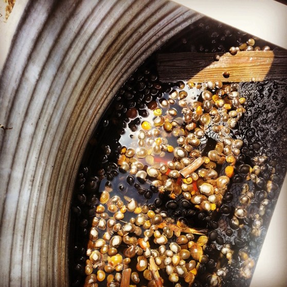 Week27_Photo2_SnailsGather