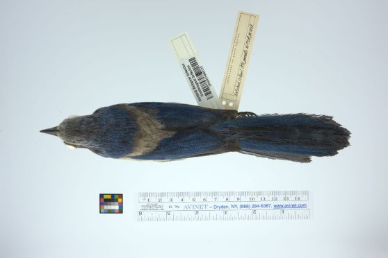 Week33_Photo1_scrubjay