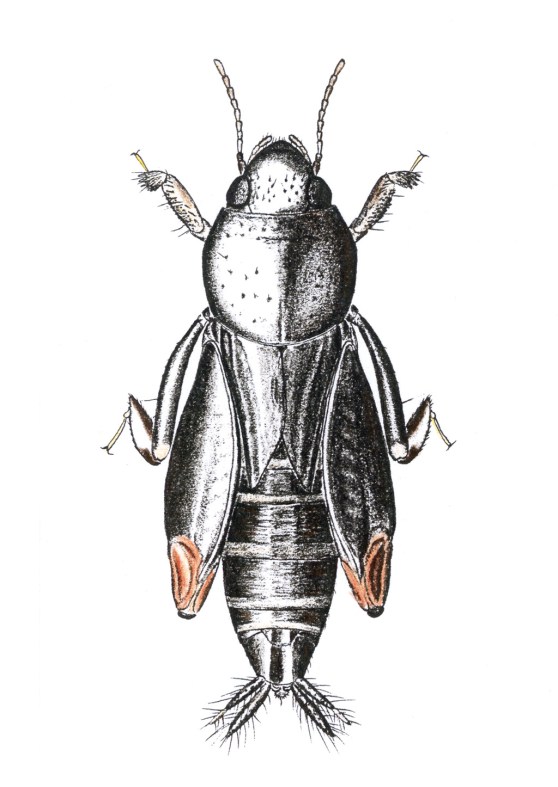 Week35_Photo1_Neotridactylusarchboldi