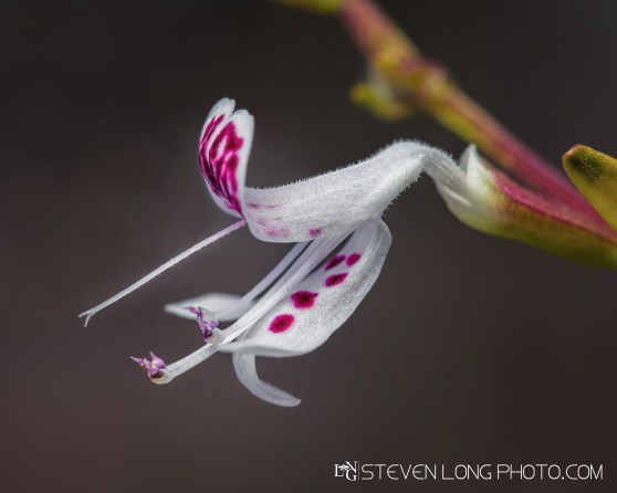 Lake Placid Scrub Balm (Dicerandra frutescens)