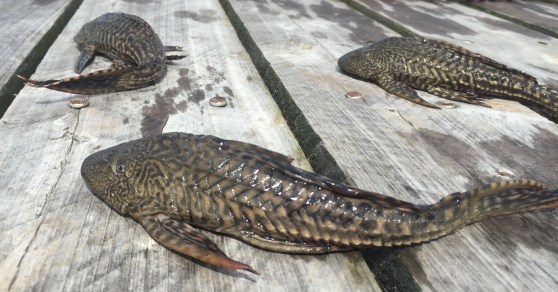 Week44_Photo1_ArmoredCatfish