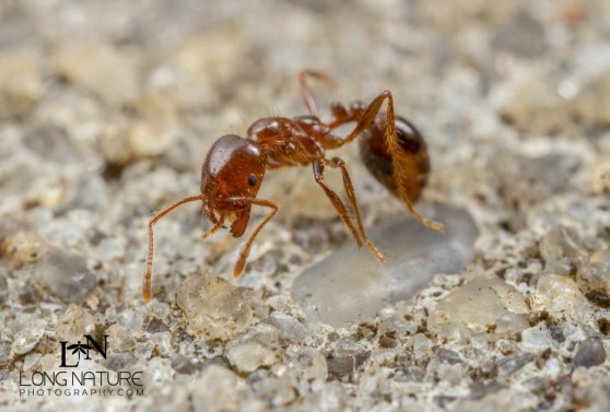 Red imported fire ant (Solenopsis invicta)