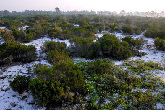 Photo_4_RosemaryScrub