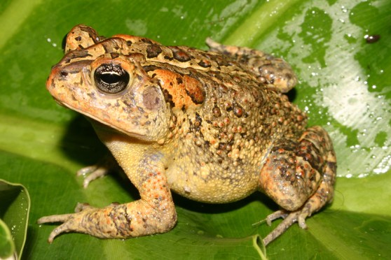 Anaxyrus terrestris.jpg