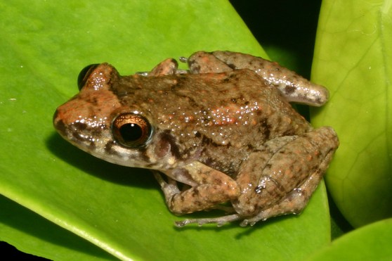 Eleutherodactylus planirostris.jpg