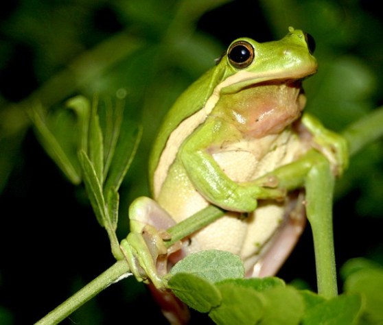 Hyla cinerea.jpg