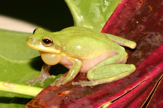 Hyla squirella.jpg