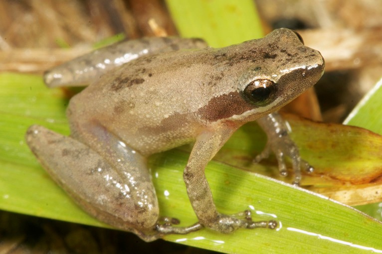 Frog calls in your backyard The Scrub Blog