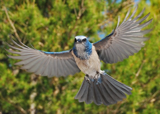 Photo 1FSJ_flight_Jessie_Slingher_Dickson