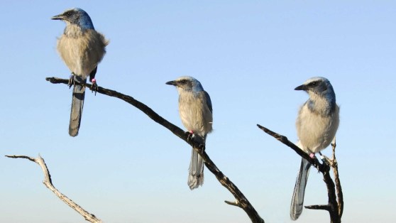 Week92_Photo2FSJgroup-RBowman