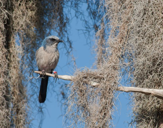 week104photo1_sandpine_scrub
