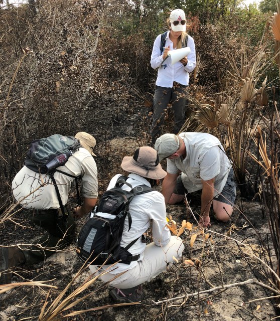 week97dicerandra-thinicola-monitoring_photo2