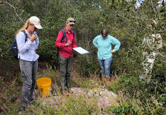 week97dicerandra-thinicola-monitoring_photo3