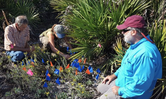 Week102_Chrysopsis_floridana_Photo2