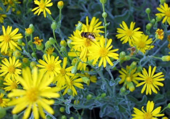 Week102Chrysopsis_floridana_Photo1