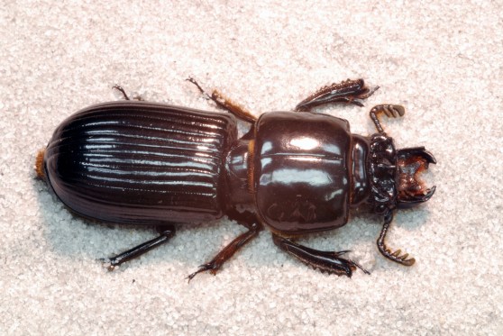 week147_photo1_odontotaenius_floridanus_4