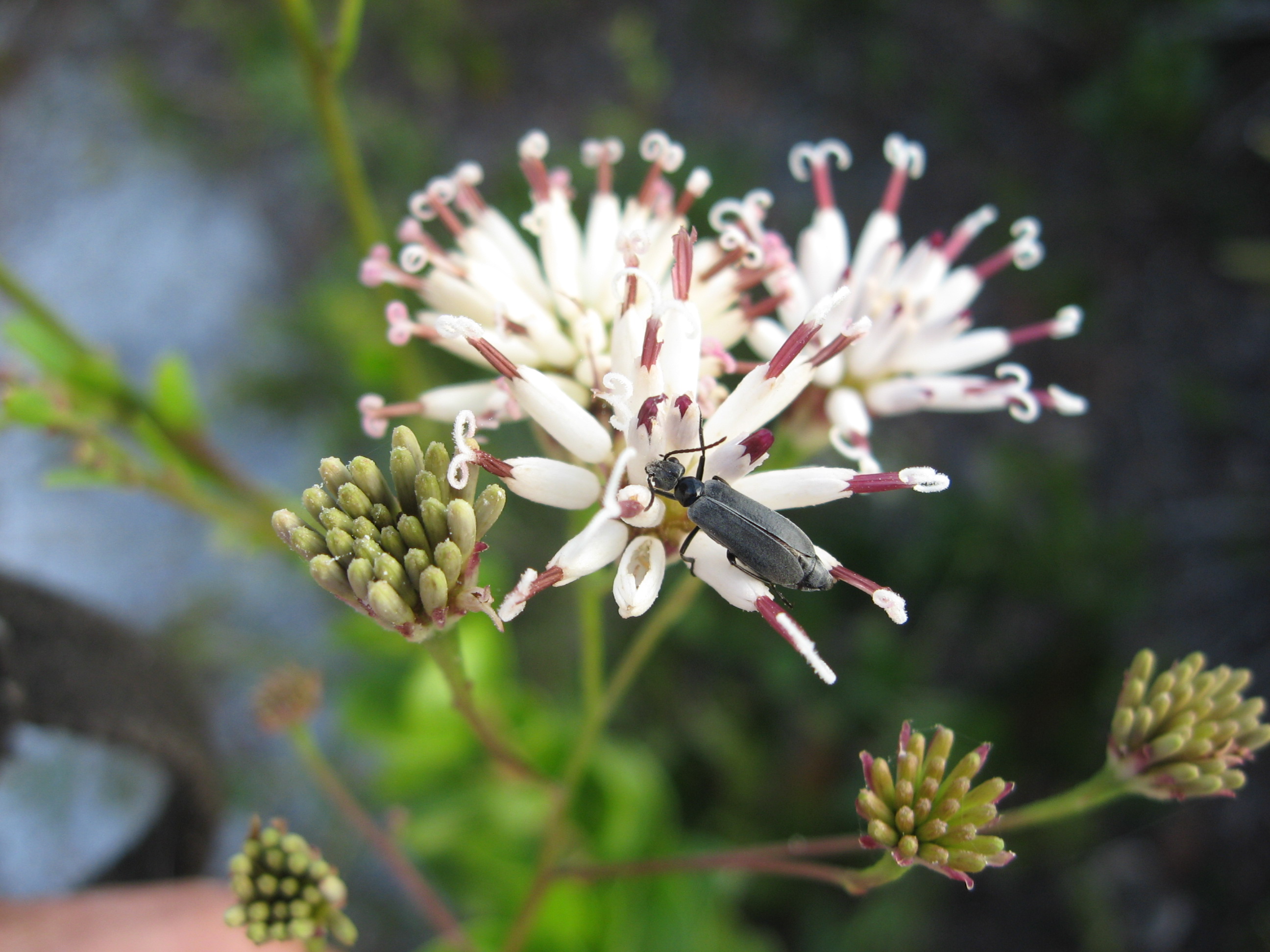 week147_photo2_Epicautaheterodera_Palafoxia