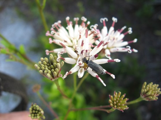 week147_photo2_Epicautaheterodera_Palafoxia