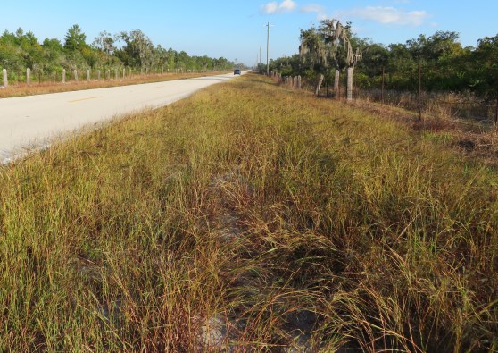 Week148_photo1_tangletop_roadside_edited